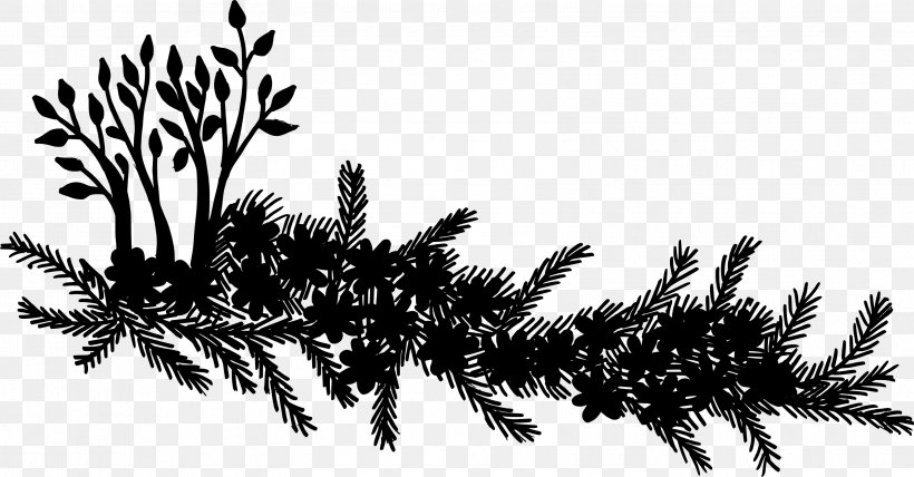 Spruce Silhouette, PNG, 3352x1751px, Spruce, American Larch, Blackandwhite, Botany, Branch Download Free