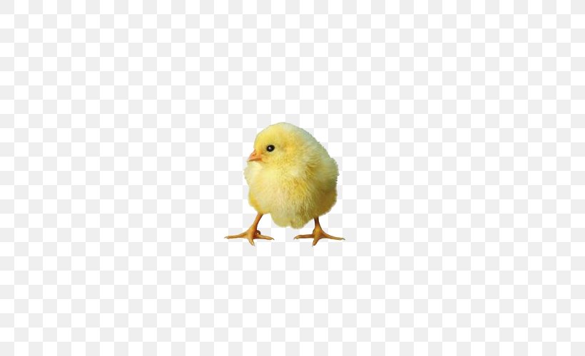 Chicken Duck Domestic Goose Poultry Livestock, PNG, 500x500px, Chicken, Animal, Animal Husbandry, Beak, Bird Download Free