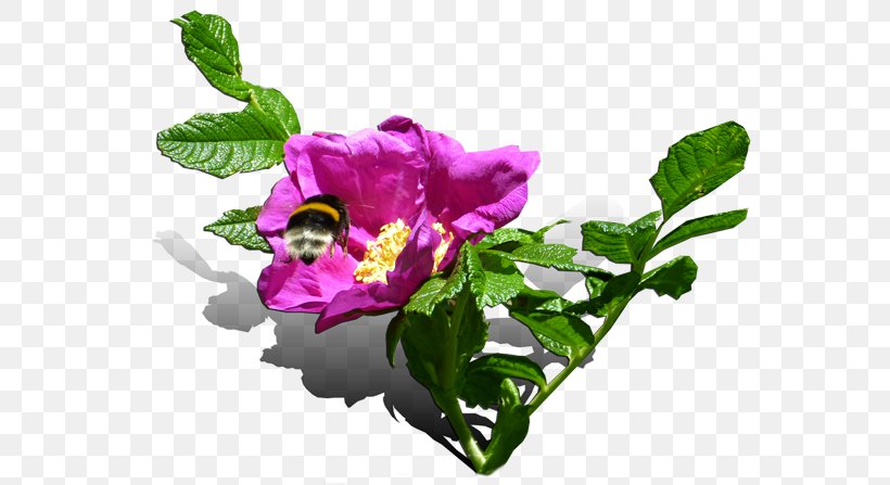 Cut Flowers Cabbage Rose Petal Clip Art, PNG, 600x447px, Flower, Art, Artificial Flower, Botany, Bougainvillea Download Free