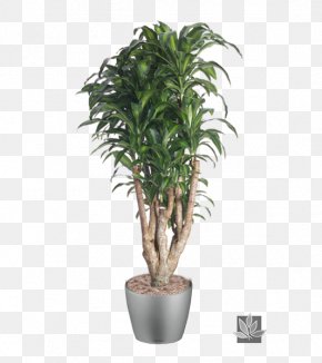 Plant - Dracaena Fragrans Dracaena Reflexa Var. Angustifolia Houseplant Dragon Tree Pruning PNG