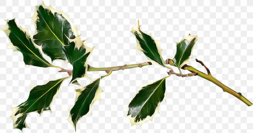 Holly Christmas, PNG, 1300x686px, Holly, Branch, Christmas, Flower, Leaf Download Free