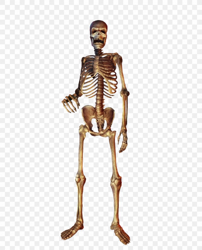 Homo Sapiens Human Skeleton Skull, PNG, 2500x3100px, Watercolor, Cartoon, Flower, Frame, Heart Download Free