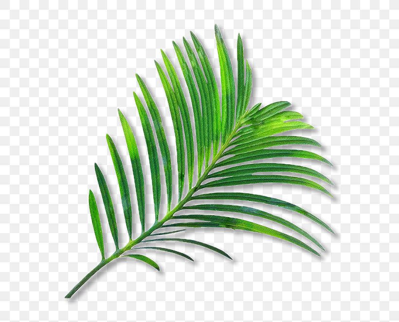 Palm Trees Clip Art Leaf Coconut Watercolor Painting, PNG, 600x663px, Palm Trees, Arecales, Coconut, Date Palm, Drawing Download Free