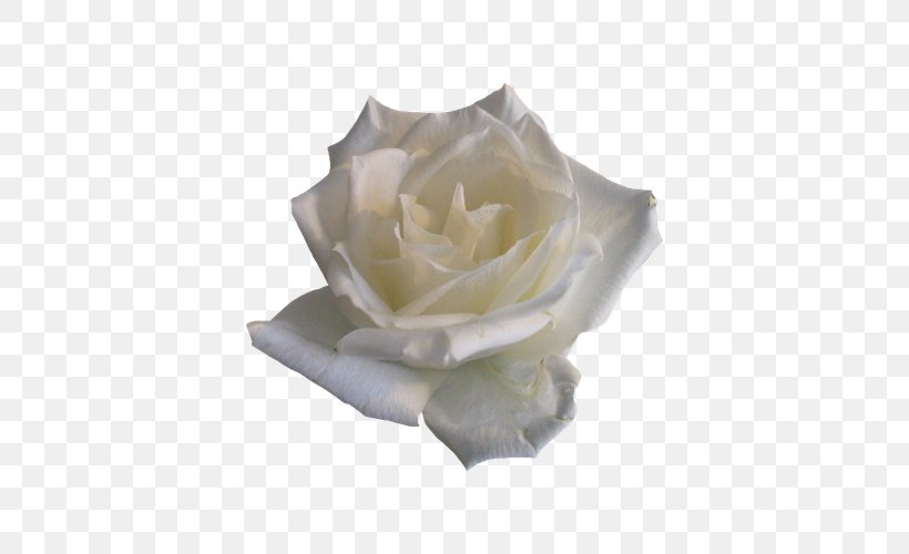 Rose Flower Clip Art, PNG, 600x500px, Rose, Color, Flower, Garden Roses, Internet Media Type Download Free