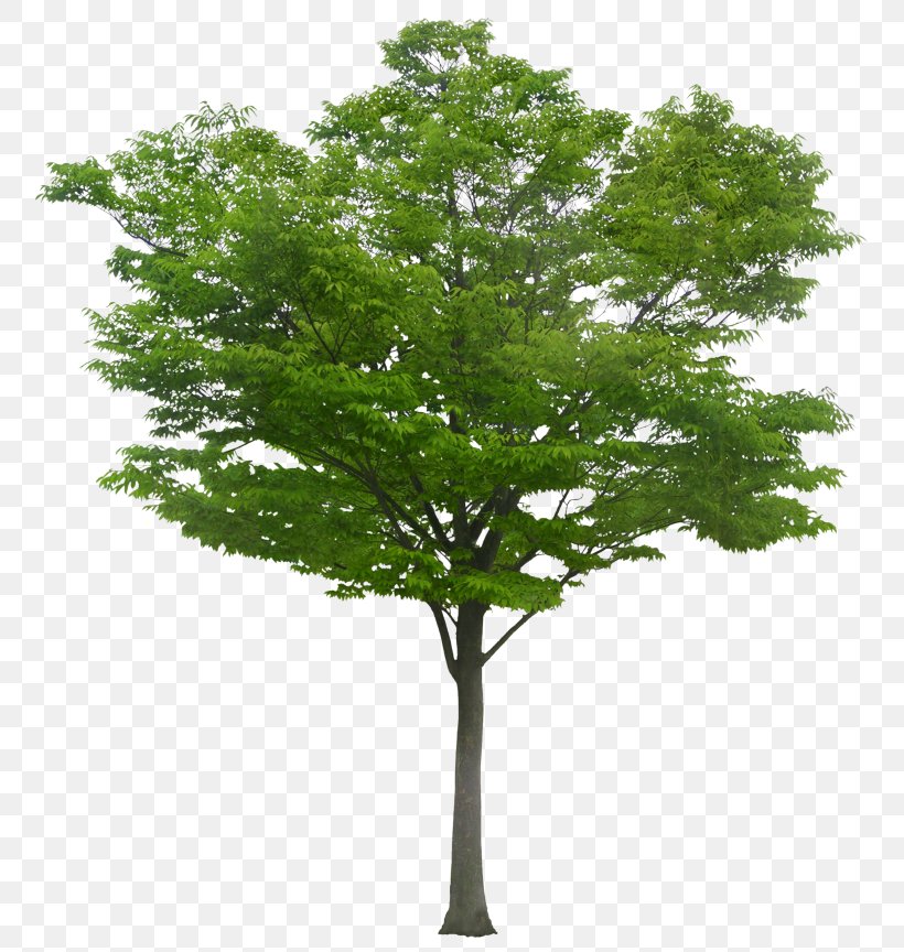 Tree Populus Alba, PNG, 768x864px, Tree, Branch, Computer Graphics, Cottonwood, Leaf Download Free