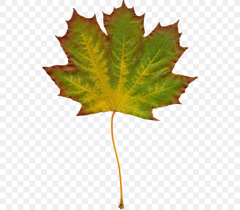 Autumn Leaf Color Clip Art, PNG, 532x720px, Autumn Leaf Color, Autumn, Chlorophyll, Color, Leaf Download Free