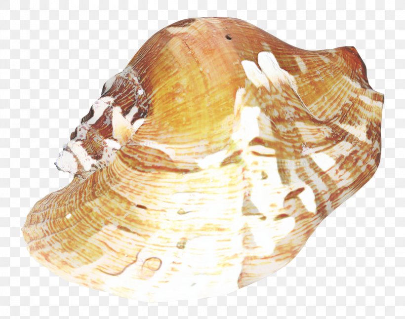 Rock Cartoon, PNG, 1440x1136px, Cockle, Conch, Conchology, Gemstone, Jaw Download Free