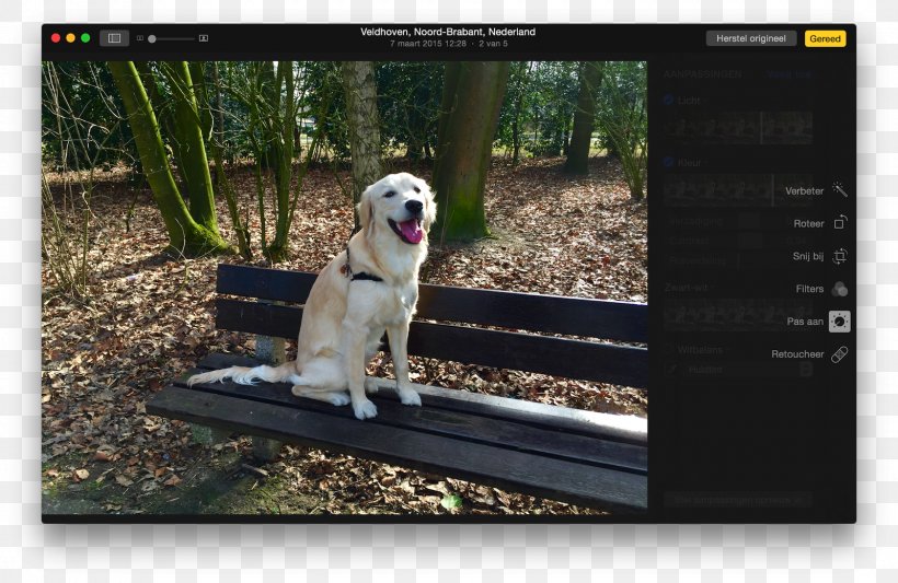 Photograph Apple MacOS Photomontage IPhone, PNG, 1600x1041px, Apple, Computer Software, Dog, Dog Breed, Dog Like Mammal Download Free