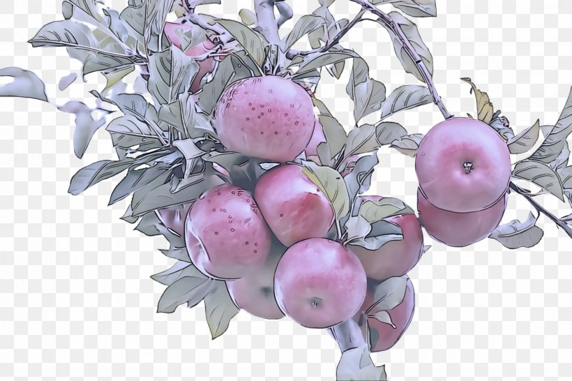 Pink Plant Fruit Flower Tree, PNG, 2448x1632px, Pink, Apple, Branch, European Plum, Flower Download Free