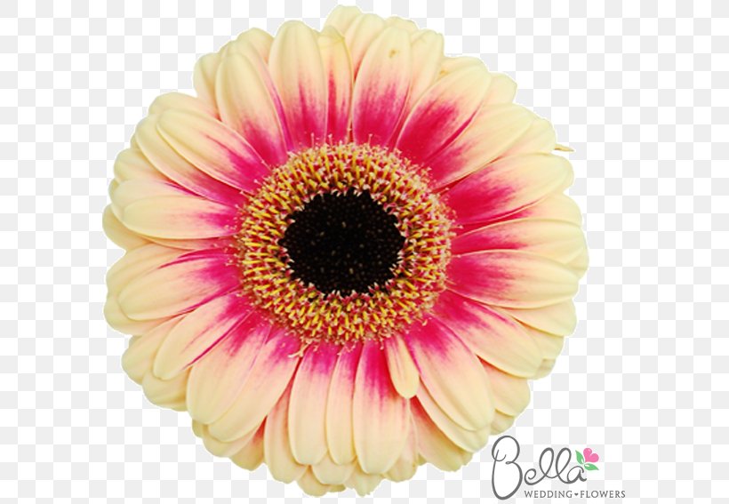 Transvaal Daisy Flower Bouquet Cut Flowers Common Daisy, PNG, 600x567px, Transvaal Daisy, Annual Plant, Bride, Charms Pendants, Chrysanthemum Download Free