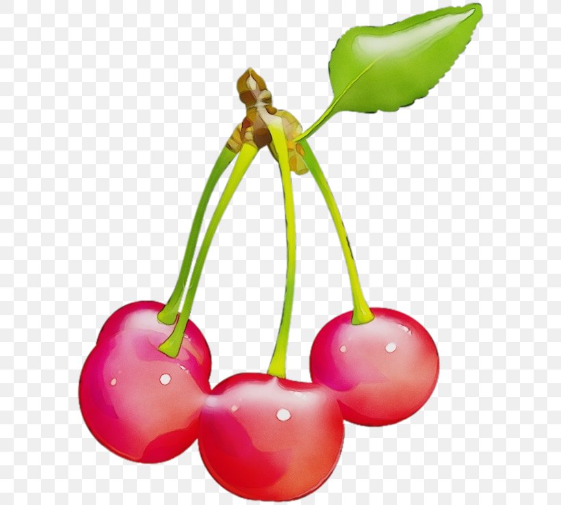 Cherry Plant Pink Flower Fruit, PNG, 600x738px, Watercolor, Cherry, Drupe, Flower, Flowering Plant Download Free