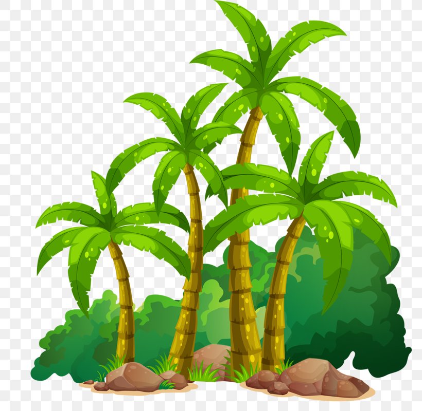 Coconut Clip Art, PNG, 791x800px, Coconut, Arecaceae, Beach, Cartoon, Drawing Download Free