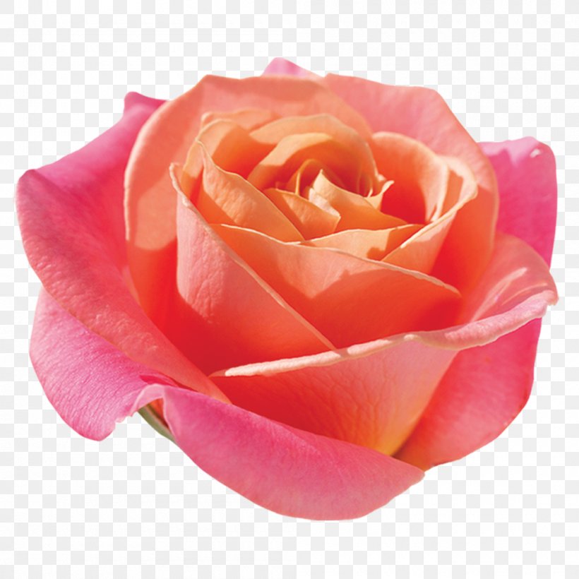 Garden Roses Cabbage Rose Floribunda Cut Flowers, PNG, 1000x1000px, Garden Roses, Anna Karina, Cabbage Rose, China Rose, Close Up Download Free