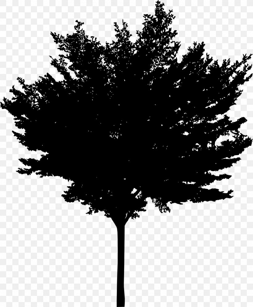 Tree Woody Plant Conifers, PNG, 987x1200px, Tree, Black And White, Branch, Conifer, Conifers Download Free