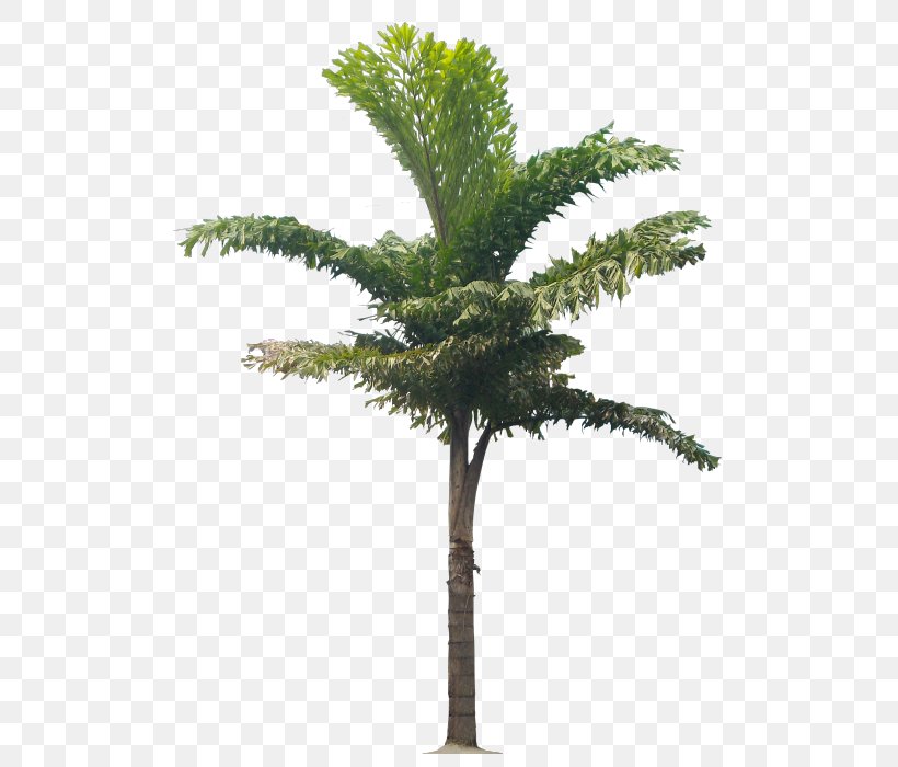 Babassu Arecaceae Flowerpot Asian Palmyra Palm Plant, PNG, 517x700px, Babassu, Archontophoenix Cunninghamiana, Arecaceae, Arecales, Artificial Flower Download Free