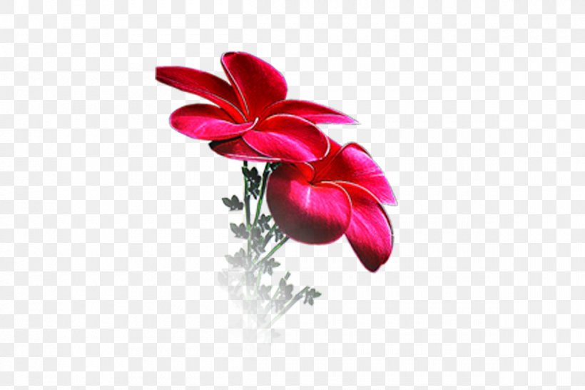 Flower Petal Floral Design Desktop Wallpaper, PNG, 1200x800px, Flower, Cut Flowers, Flora, Floral Design, Flowering Plant Download Free