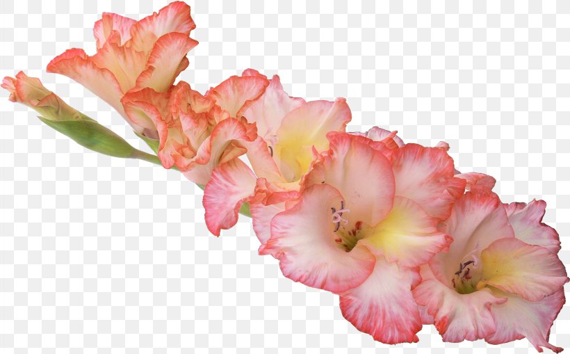 Gladiolus Clip Art Image Transparency, PNG, 1637x1018px, Gladiolus, Bulb, Cut Flowers, Flower, Flowering Plant Download Free