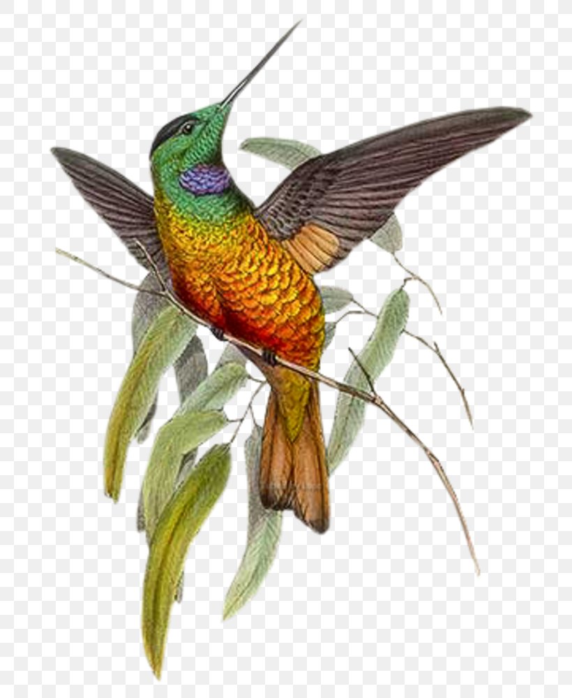 Hummingbird Paper Watercolor Painting, PNG, 770x999px, Bird, Art, Artist Trading Cards, Beak, Coraciiformes Download Free