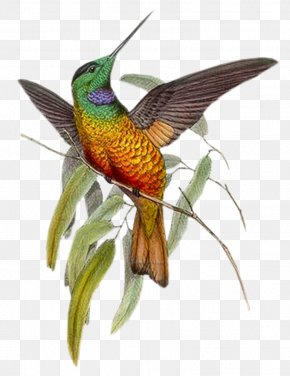 Bird Watercolor Painting Paper Drawing, PNG, 564x705px, Bird, Art, Beak ...