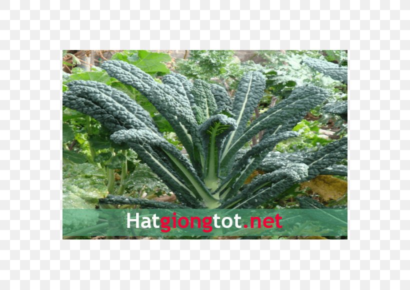 Lacinato Kale Italian Cuisine Heirloom Plant Crop Yield The Non-GMO Project, PNG, 570x580px, Lacinato Kale, Crop Yield, Dinosaur, Genetically Modified Organism, Grass Download Free