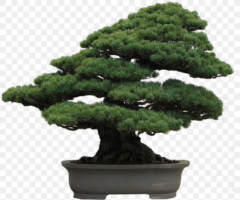 National Bonsai Foundation Pinus Armandii Pinus Thunbergii Pinus Densiflora, PNG, 954x795px, National Bonsai Foundation, Bonsai, Eastern White Pine, Evergreen, Flowerpot Download Free