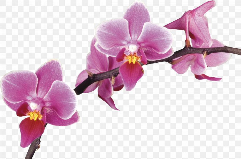 Orchids Desktop Wallpaper Photography Drawing, PNG, 4563x3025px, Orchids, Boat Orchid, Cut Flowers, Drawing, Flower Download Free