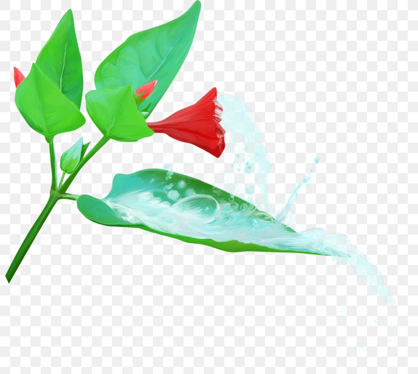 Petal Leaf Ipomoea Carnea Trumpet Botany, PNG, 800x734px, Watercolor, Cartoon, Flower, Frame, Heart Download Free