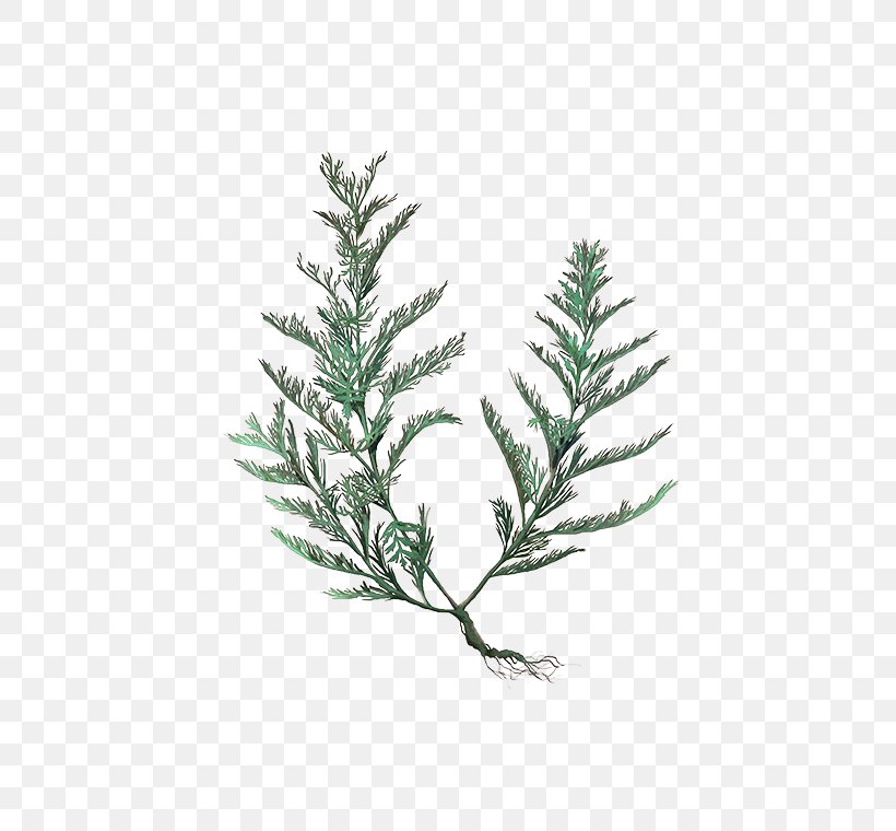 Spruce Fir Pine Twig Christmas Tree, PNG, 472x760px, Spruce, Branch, Christmas, Christmas Ornament, Christmas Tree Download Free