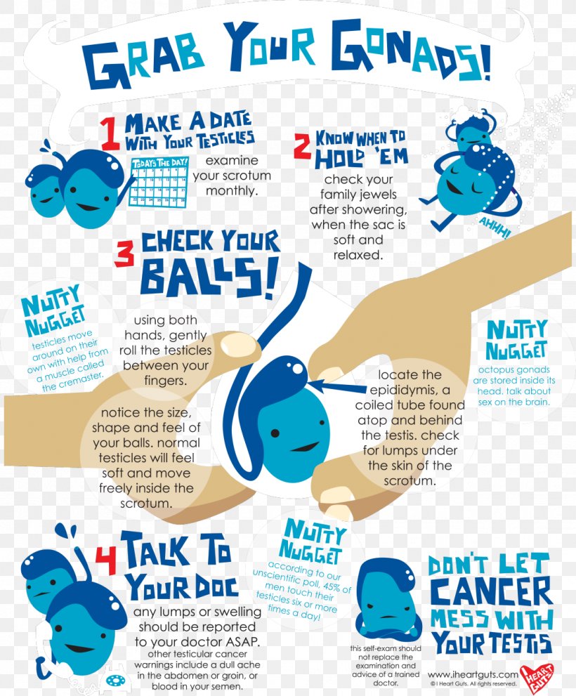 Testicular Self-examination Testicle Testicular Cancer Gonad Testicular Torsion, PNG, 1116x1349px, Testicular Selfexamination, Advertising, Area, Brand, Cancer Download Free