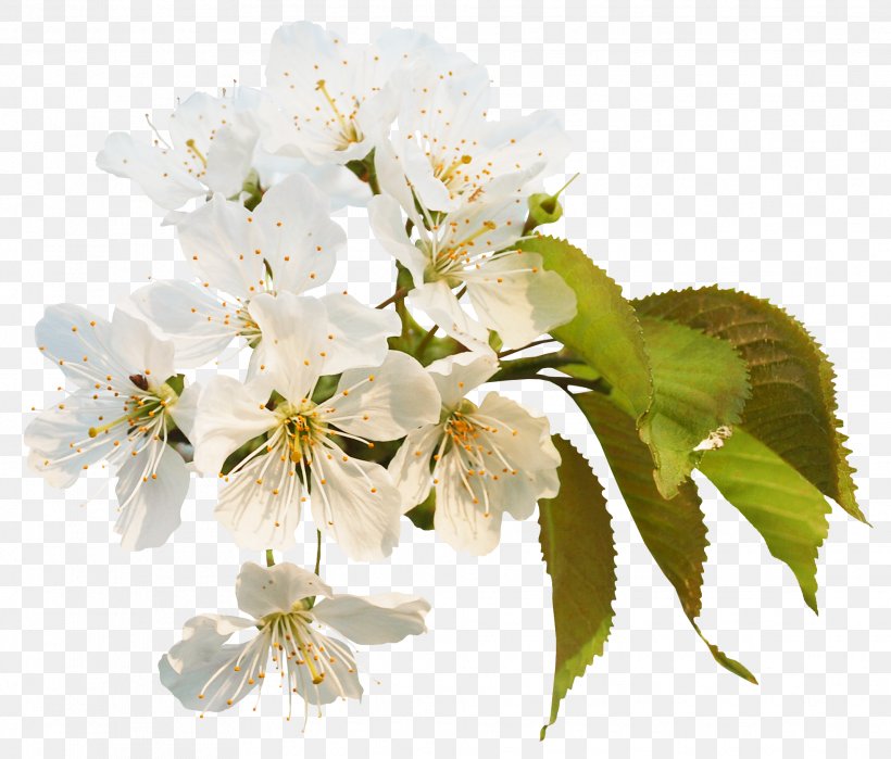 Blossom Information Clip Art, PNG, 1964x1676px, Blossom, Branch, Cherry Blossom, Flower, Flowering Plant Download Free