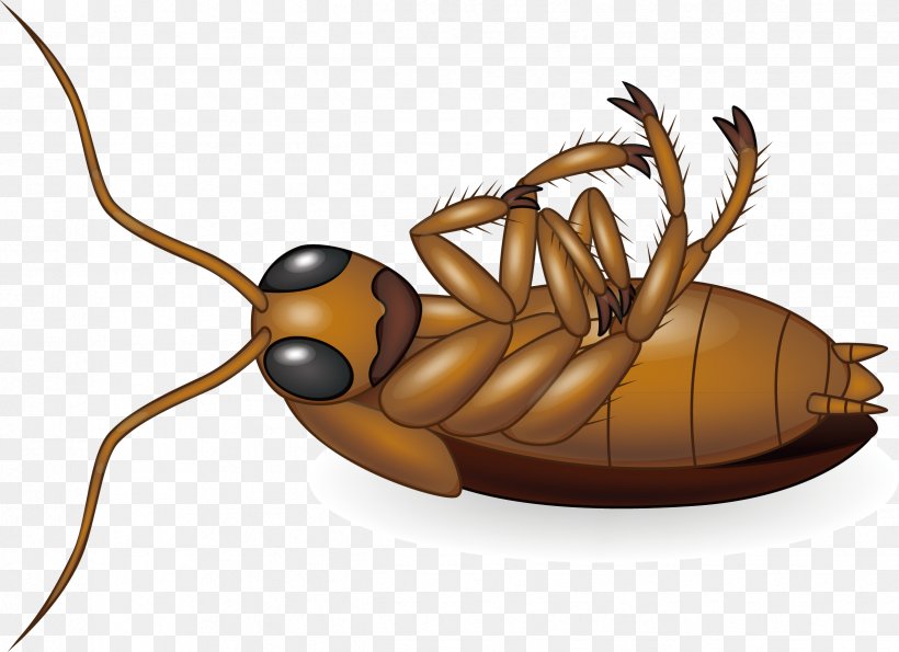 Cockroach Royalty-free Clip Art, PNG, 2446x1776px, Cockroach, Arthropod, Cartoon, Drawing, Fotosearch Download Free