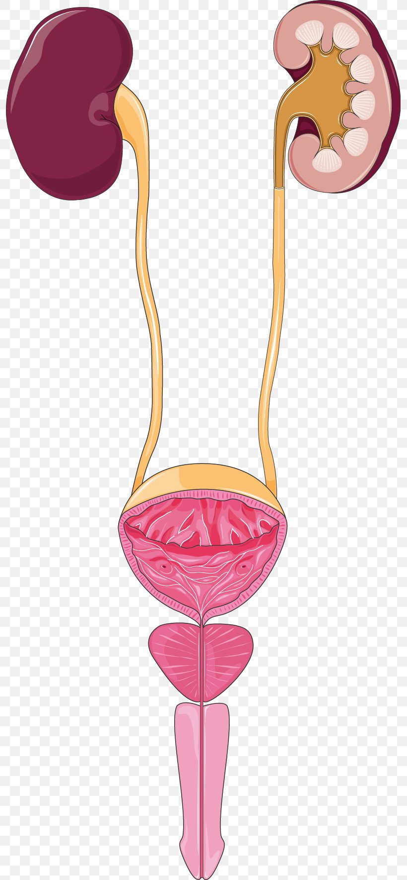 Excretory System Urine Urinary Tract Infection Kidney, PNG, 795x1769px, Watercolor, Cartoon, Flower, Frame, Heart Download Free