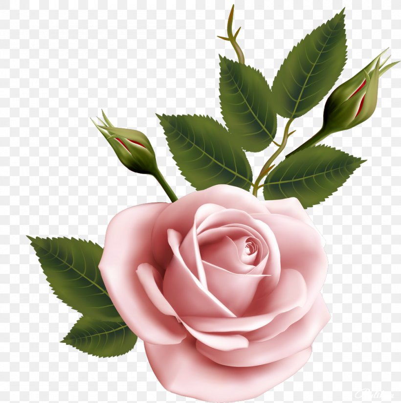 Flower Garden Roses Beach Rose, PNG, 1000x1005px, Flower, Beach Rose, Cut Flowers, Flower Bouquet, Flowering Plant Download Free