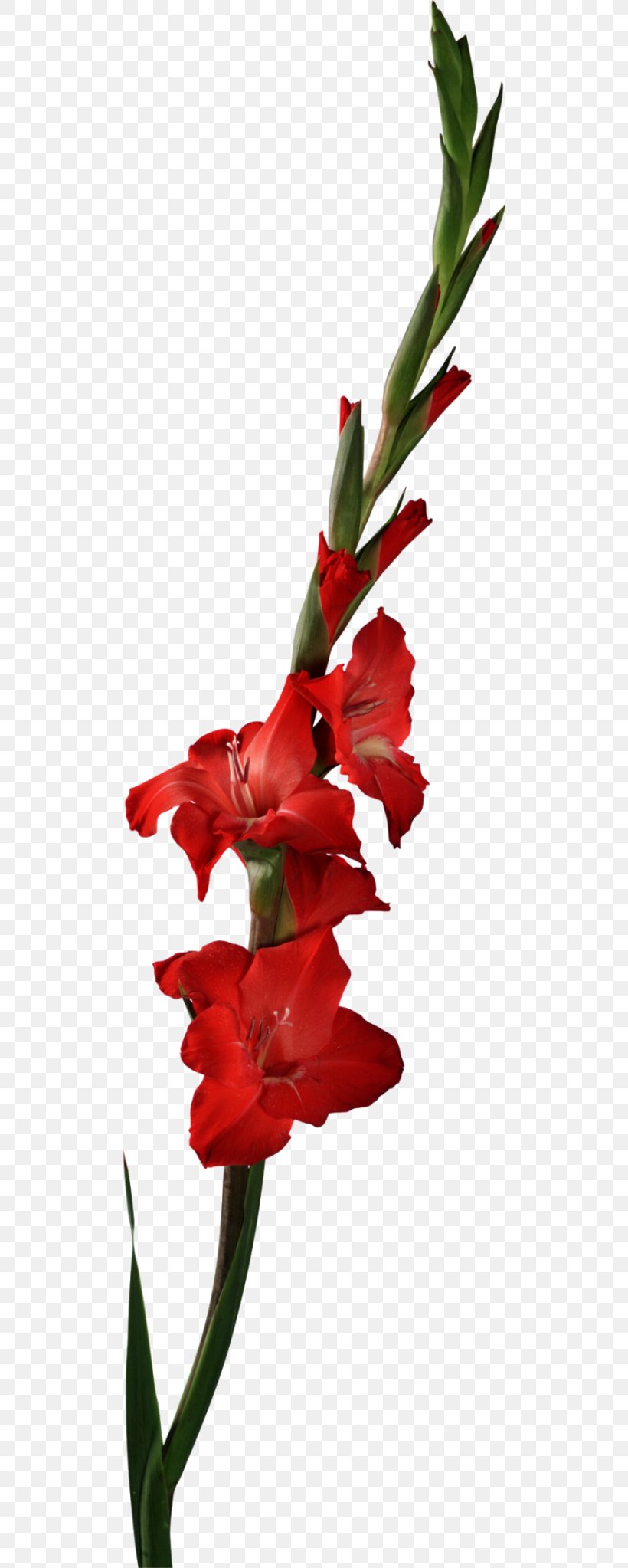 Scarlet Gladiolus Watercolour Flowers Botany Stock Photography, PNG, 500x2046px, Scarlet Gladiolus, Botanical Illustration, Botany, Cut Flowers, Flora Download Free