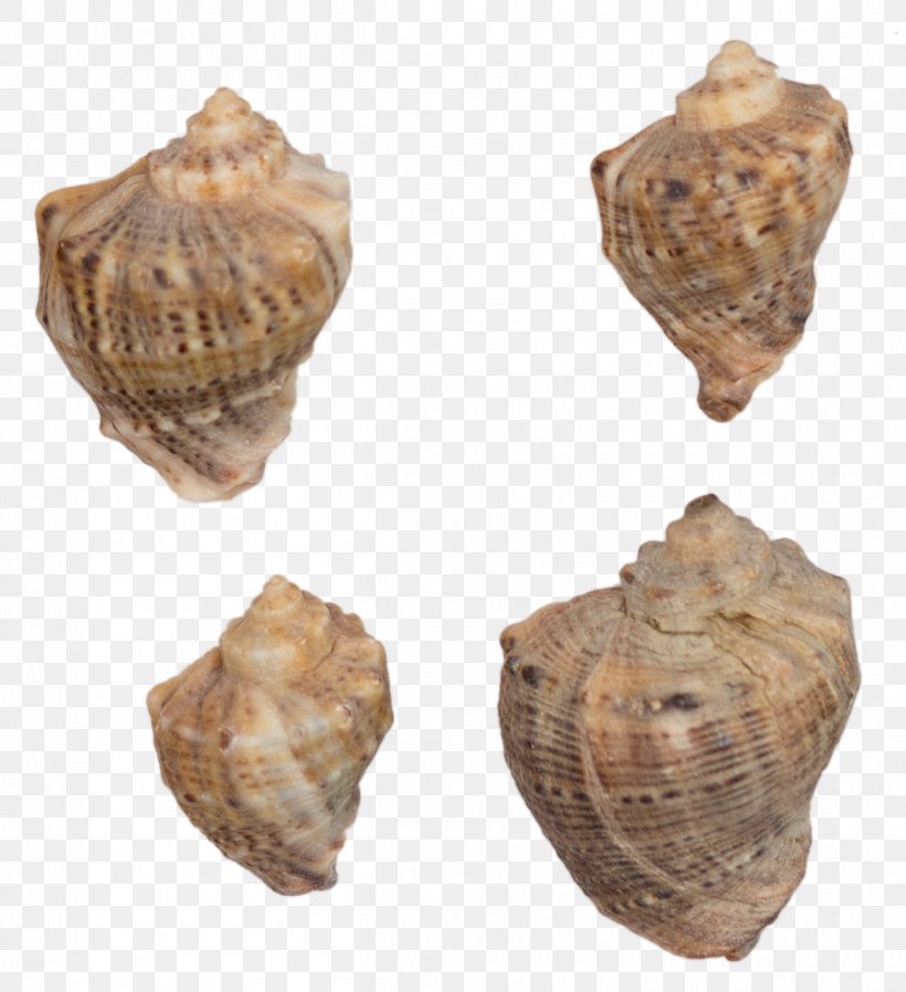 Sea Download Cockle, PNG, 1261x1382px, Sea, Animal Product, Artifact, Beach, Clam Download Free