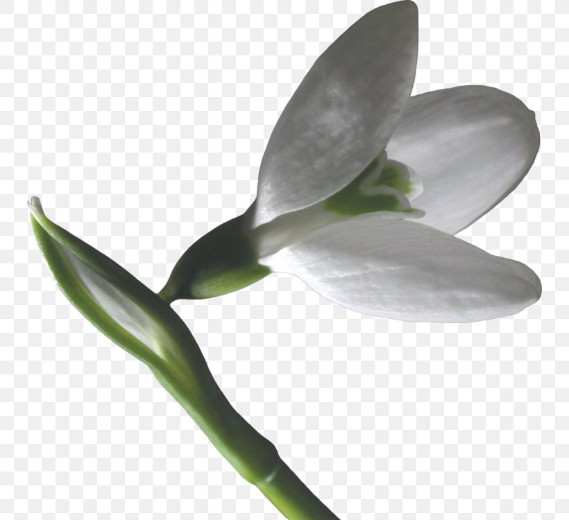 Snowdrop Flower Clip Art, PNG, 742x750px, Snowdrop, Digital Image, Drawing, Flower, Flowering Plant Download Free
