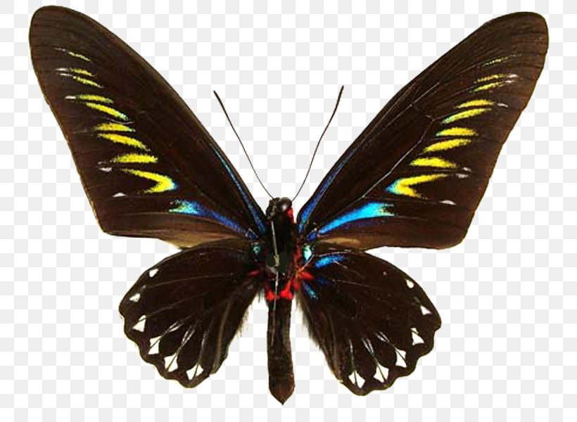 Butterfly Trogonoptera Brookiana Birdwing Ornithoptera Priamus Gynandromorphism, PNG, 750x600px, Butterfly, Arthropod, Birdwing, Brush Footed Butterfly, Gynandromorphism Download Free