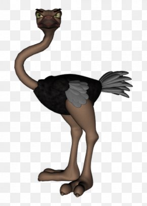 Bird - Common Ostrich Bird Wing Clip Art PNG