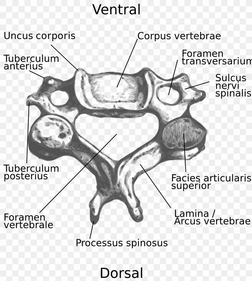 Cervical Vertebrae Intervertebral Foramen Vertebral Column Spinous Process, PNG, 1200x1340px, Watercolor, Cartoon, Flower, Frame, Heart Download Free