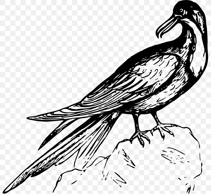 Frigatebird Black And White Clip Art, PNG, 800x753px, Black And White, Art, Artwork, Beak, Bird Download Free