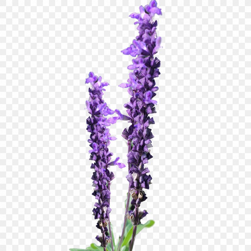 Lavender Flower Free Content Clip Art, PNG, 1200x1200px, Lavender, Color, Common Sage, Drawing, English Lavender Download Free