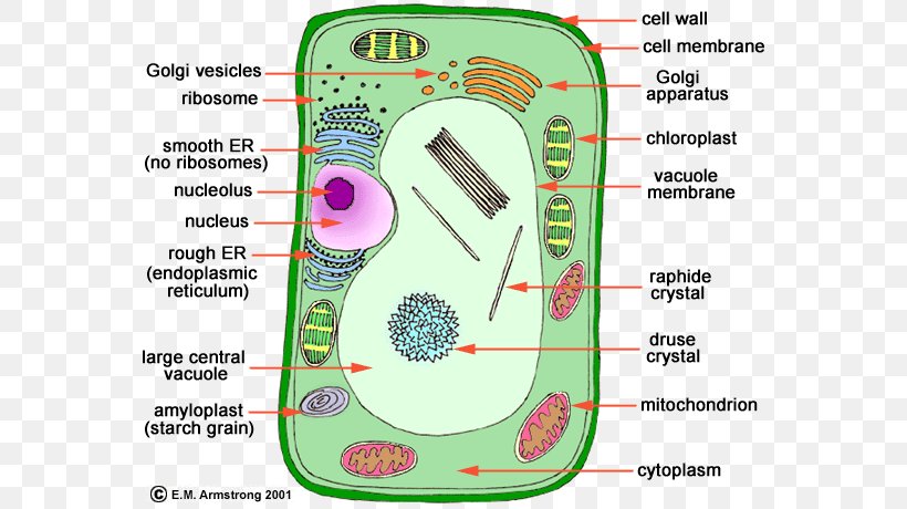 Plant Cell Organelle Cell Nucleus, PNG, 574x460px, Plant Cell, Animal, Area, Biology, Cell Download Free