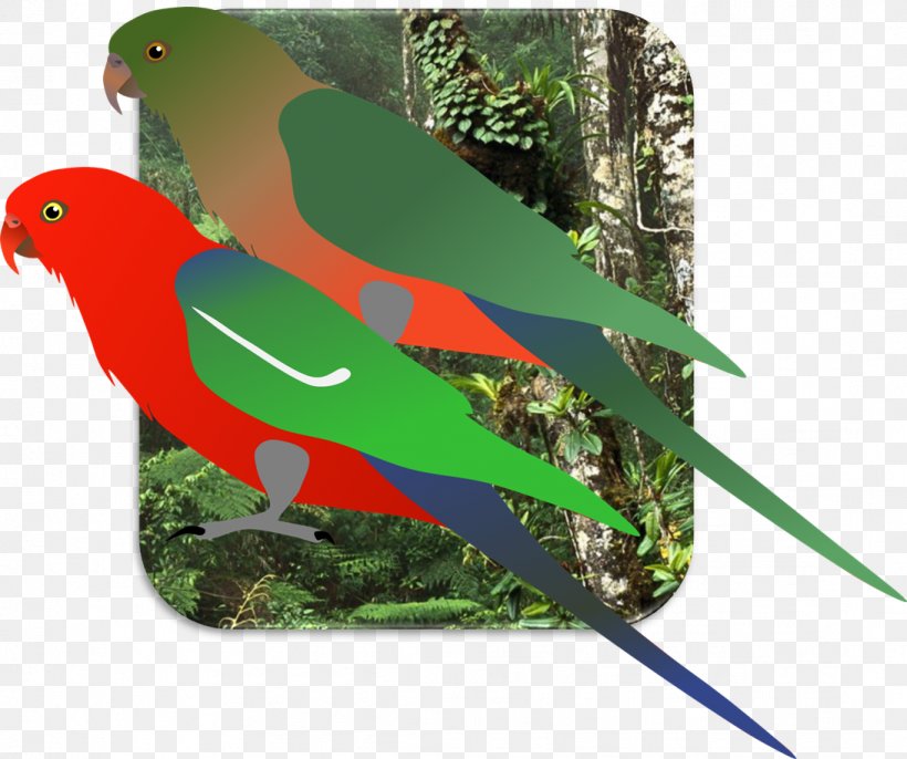 Lovebird Macaw Loriini Parakeet Borneo Lowland Rain Forest, PNG, 1092x914px, Lovebird, Army, Beak, Bird, Common Pet Parakeet Download Free
