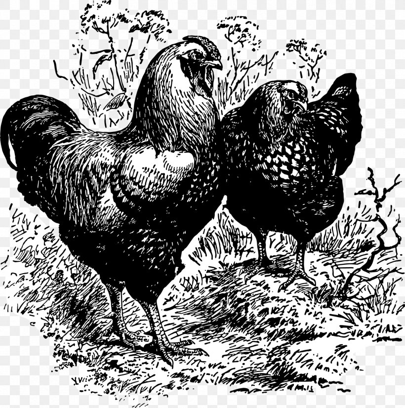 Rooster Fauna Beak Chicken As Food, PNG, 1775x1788px, Rooster, Beak, Bird, Black And White, Chicken Download Free