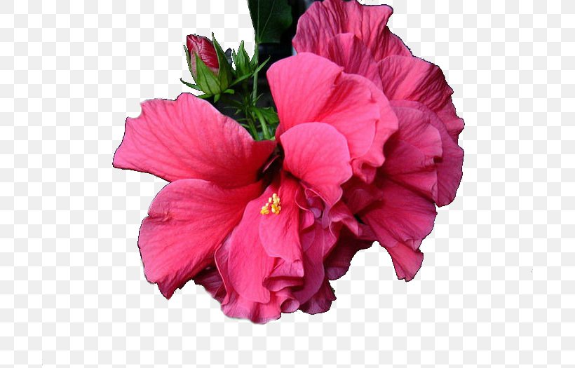 Shoeblackplant Cut Flowers Pink M Petal Annual Plant, PNG, 700x525px, Shoeblackplant, Annual Plant, China Rose, Chinese Hibiscus, Cut Flowers Download Free