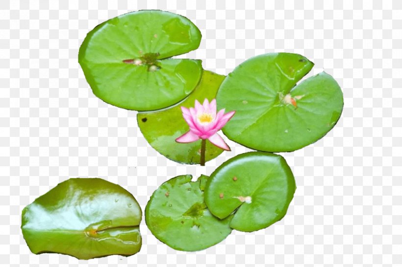 Water Lilies Clip Art Image Openclipart, PNG, 850x567px, Water Lilies, Annual Plant, Aquatic Plant, Egyptian Lotus, Flower Download Free