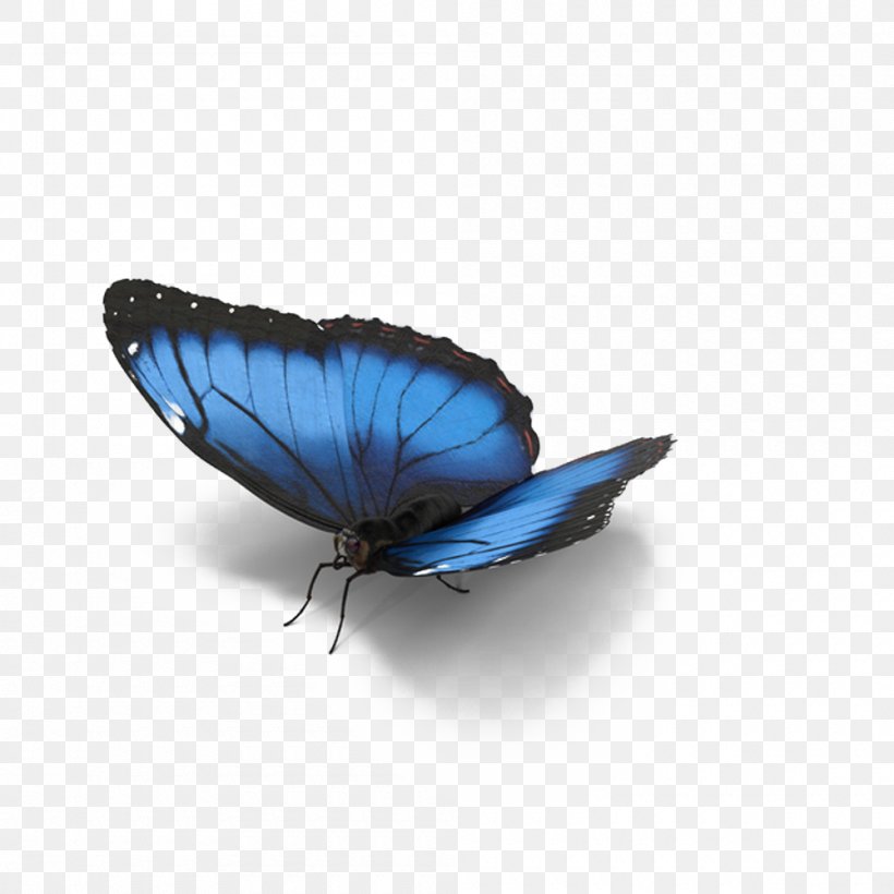 Butterfly Morpho Menelaus Lycaenidae Blue, PNG, 1000x1000px, Butterfly, Arthropod, Blue, Blue Butterfly, Cobalt Blue Download Free