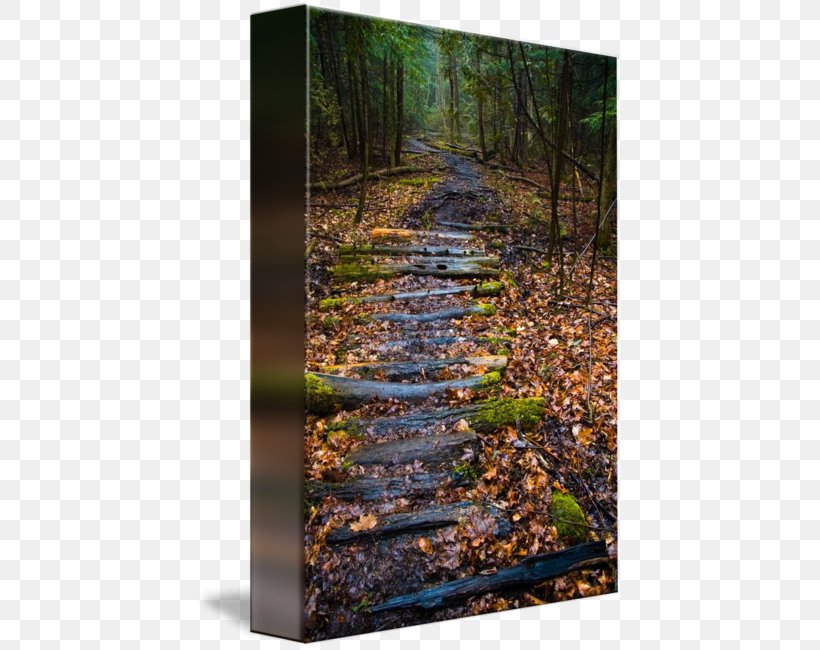 Gallery Wrap Canvas Forest Tree Art, PNG, 426x650px, Gallery Wrap, Art, Canvas, Forest, Nature Download Free