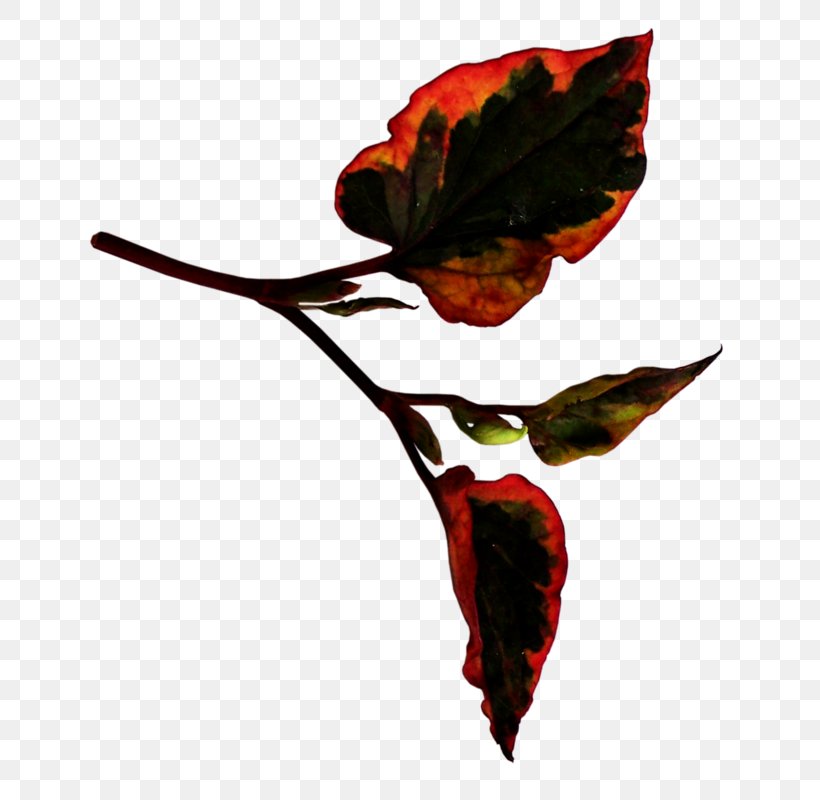 Leaf Petal Blog Tree Clip Art, PNG, 683x800px, Leaf, Blog, Flora, Flower, Flowering Plant Download Free