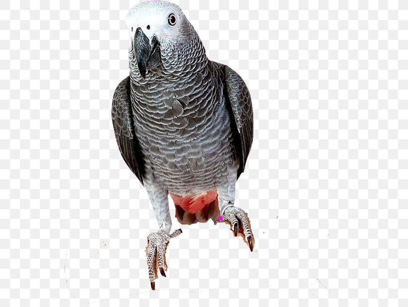 Parrot Bird Parakeet, PNG, 562x617px, Parrot, African Grey, Beak, Bird, Common Pet Parakeet Download Free